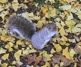 Squirrel